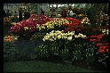 12.Keukenhof apr 1973